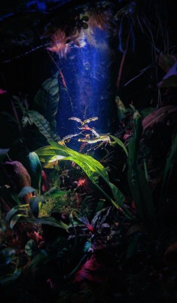 Креветки - естественные санитары аквариума